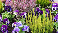 záhon květiny planting-2921805 1280